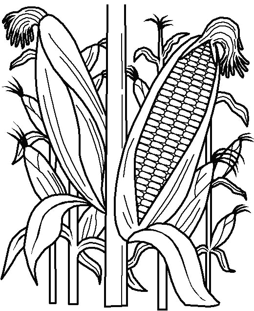 disegni da colorare granturco mais