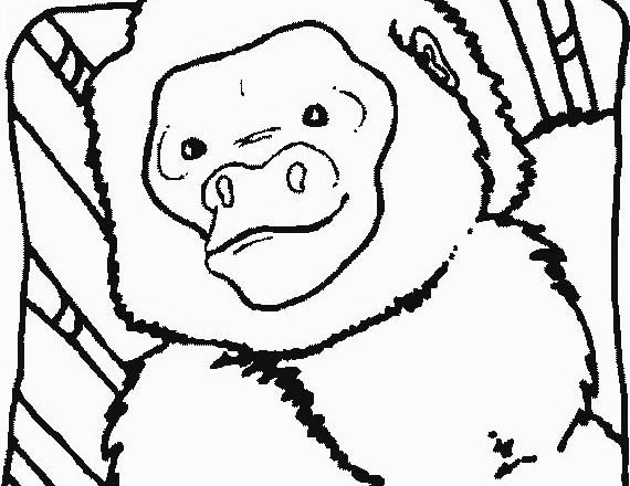 disegni da colorare gratis per bambini scimmia babbuino