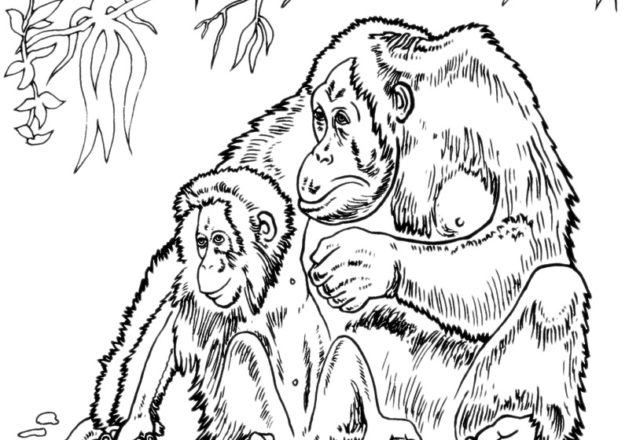 disegni da colorare gratis per bambini scimmia con cucciolo