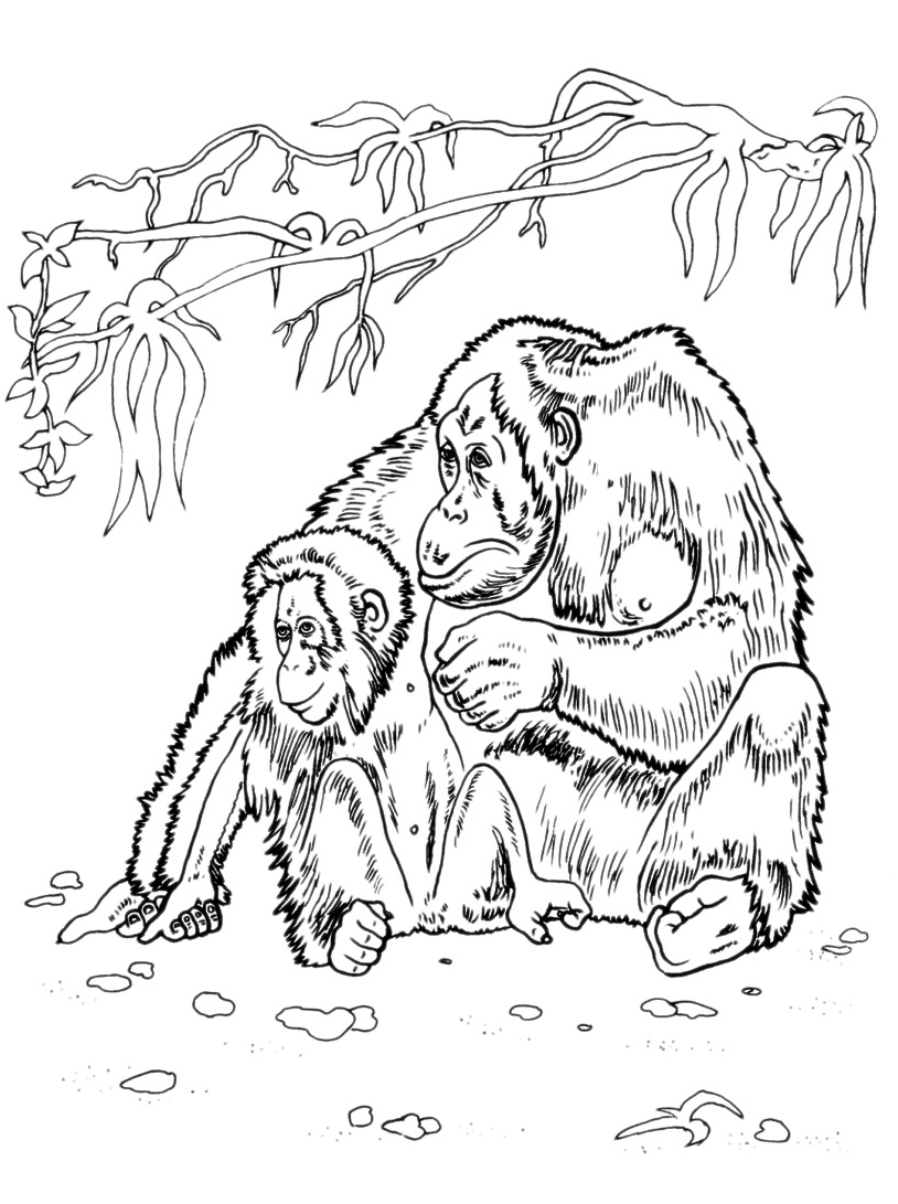 disegni da colorare gratis per bambini scimmia con cucciolo