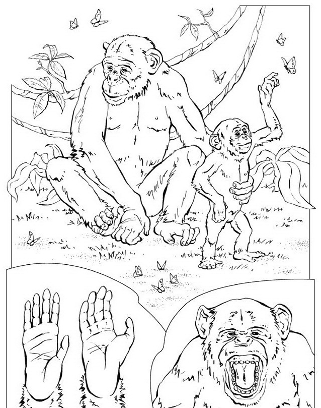 disegni da colorare gratis scimmia