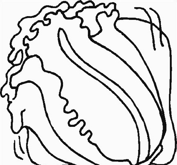 disegni da colorare insalata lattuga