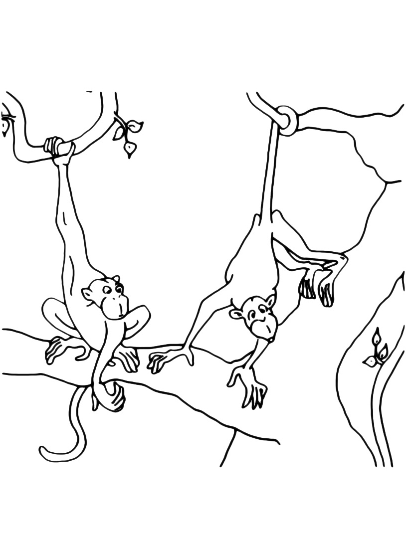 disegni da colorare per bambini scimmiette sui rami