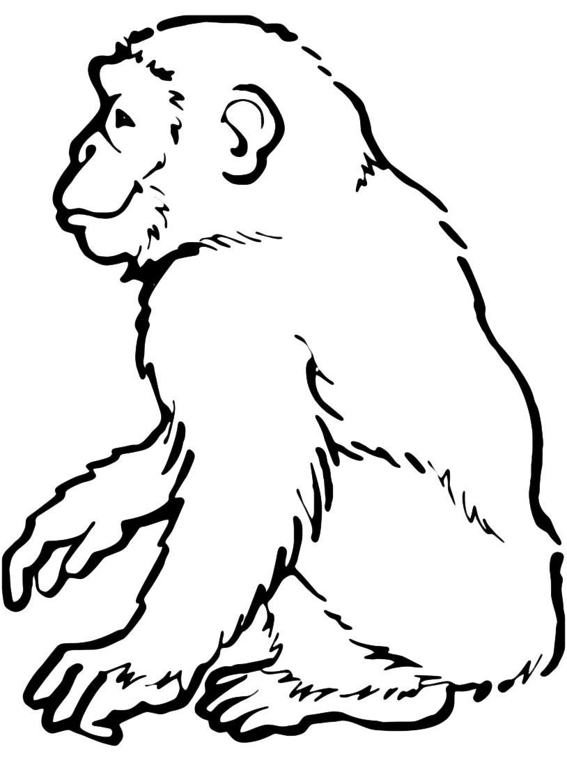 disegni per bambini da colorare scimmia seduta