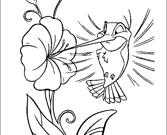disegni per bambini flit il colibri amico di pocahontas