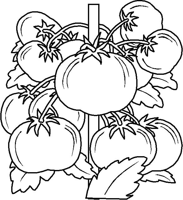 disegni per bambini pomodoro da colorare