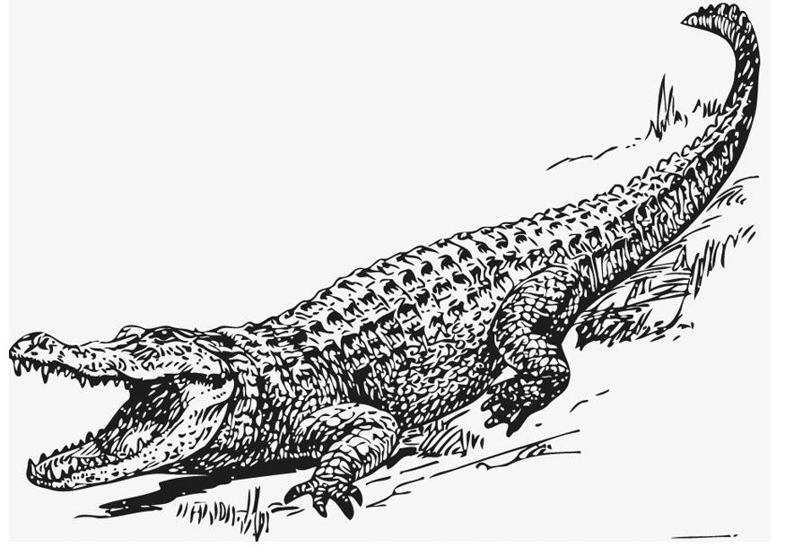 disegno realistico di un coccodrillo da colorare