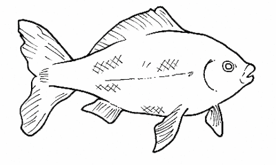 pesce_realistico_disegno_da_colorare